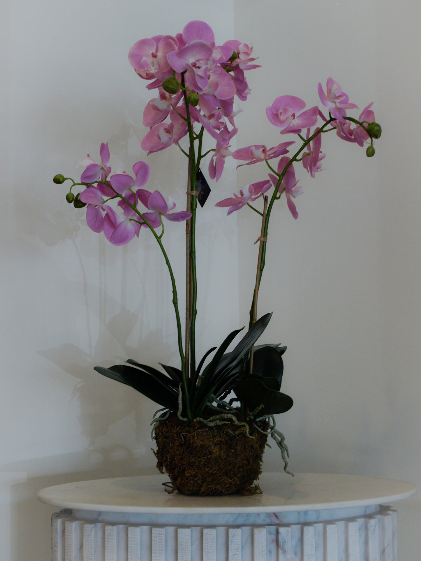 PHALAENOPSIS ORCHID DROP-IN